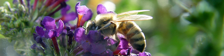 Bienen, Imkervereine, Honig Bezirksverband Oberbayern